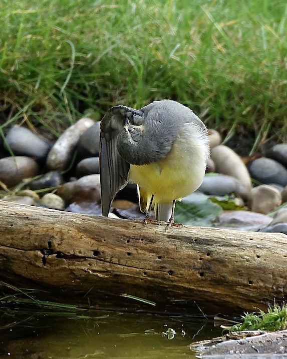 grey wagtail